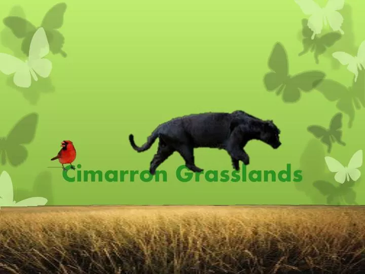 cimarron grasslands