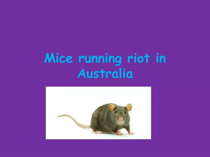 mice running riot in australia