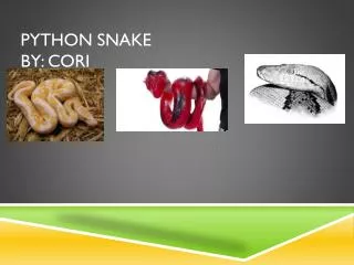 Python snake By: Cori