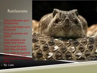 rattlesnake
