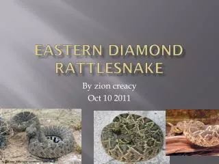 Eastern diamond rattlesnake