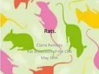 Rats.