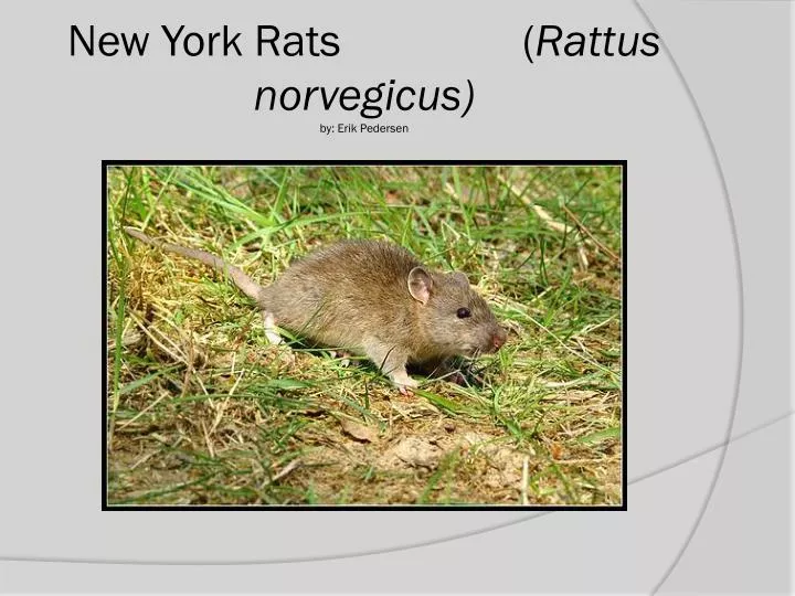 new york rats rattus norvegicus by erik pedersen