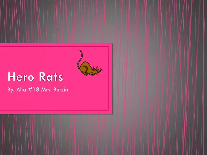 hero rats
