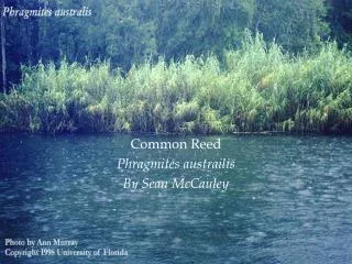 Common Reed Phragmites a ustrailis By Sean McCauley