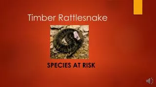 Timber Rattlesnake