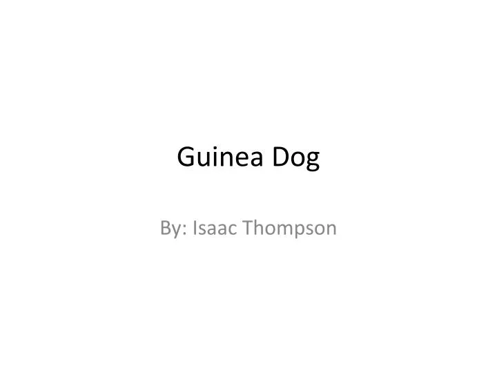 guinea dog