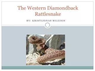 The Western Diamondback Rattlesnake