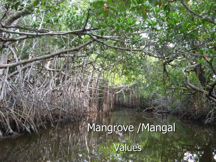 mangrove mangal