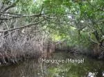 Mangrove /Mangal - slide 1