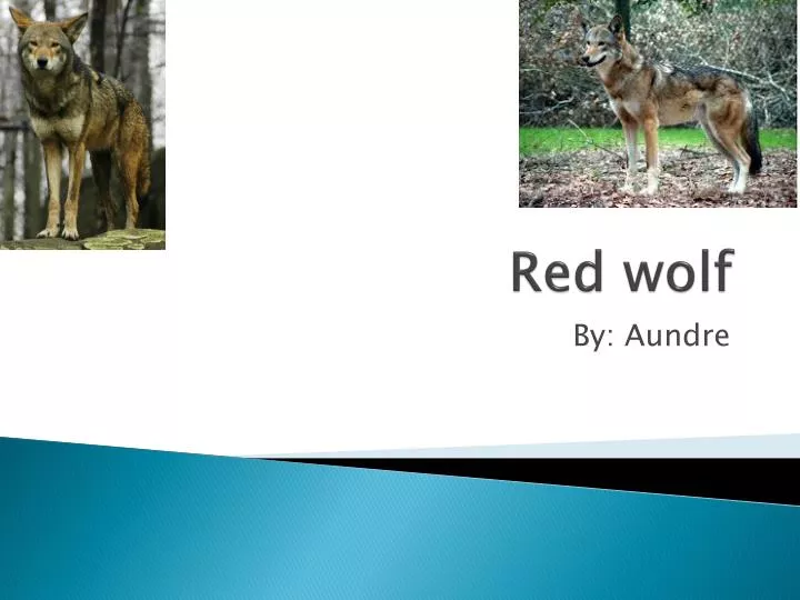 red wolf