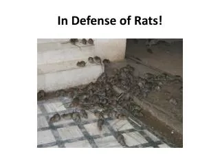 In Defense of Rats !