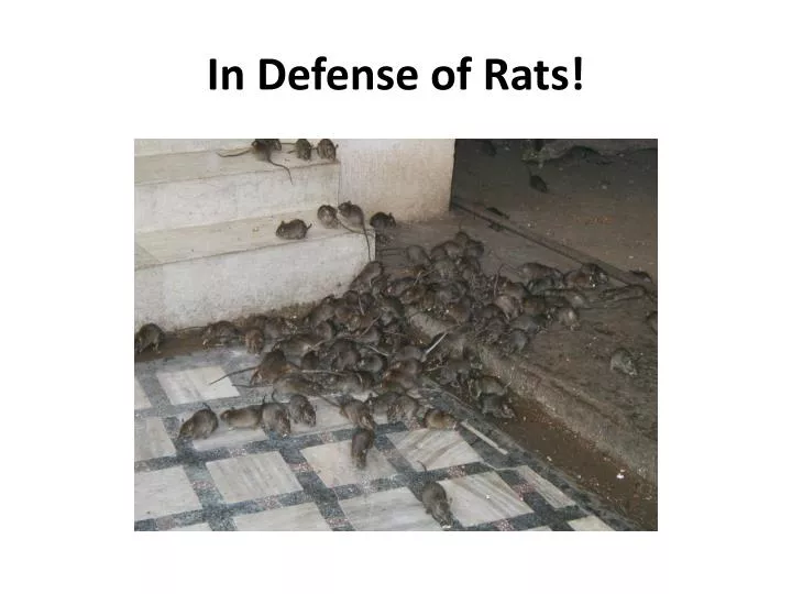 in defense of rats