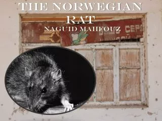 the norwegian rat