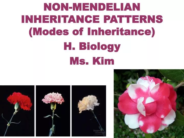 non mendelian inheritance patterns modes of inheritance h biology ms kim