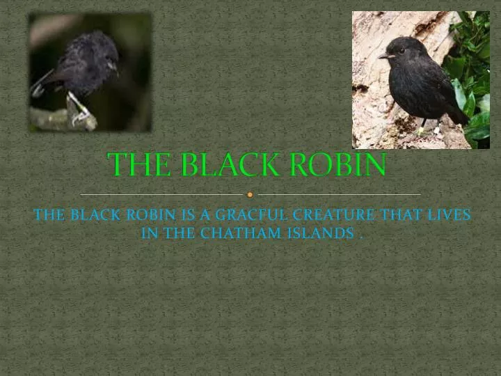 the black robin