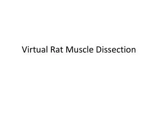 Virtual Rat Muscle Dissection