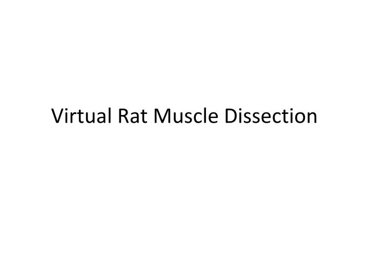 virtual rat muscle dissection
