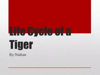 Life Cycle of a Tiger