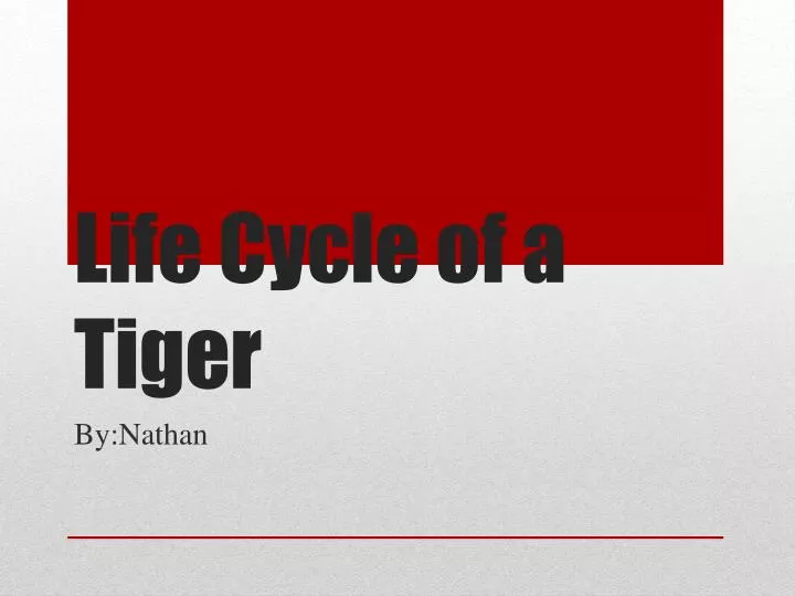 life cycle of a tiger