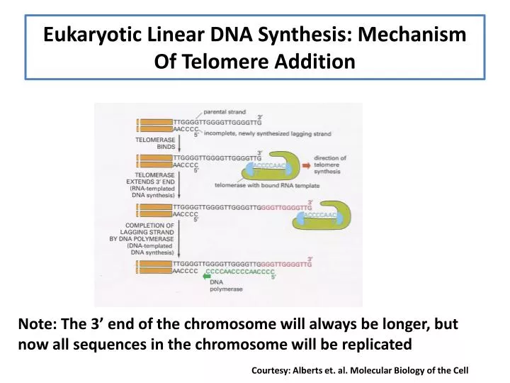 eukaryotic linear dna synthesis mechanism of telomere addition