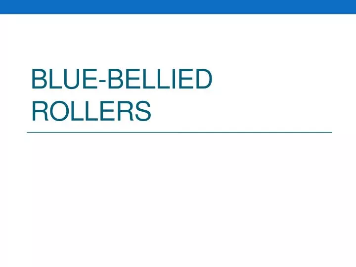 blue bellied rollers