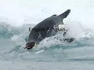 Empire Penguin