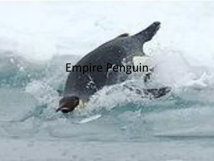 empire penguin