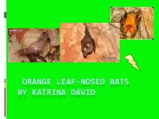 Orange Leaf-Nosed Bats by Katrina David