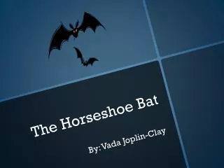 The Horseshoe Bat