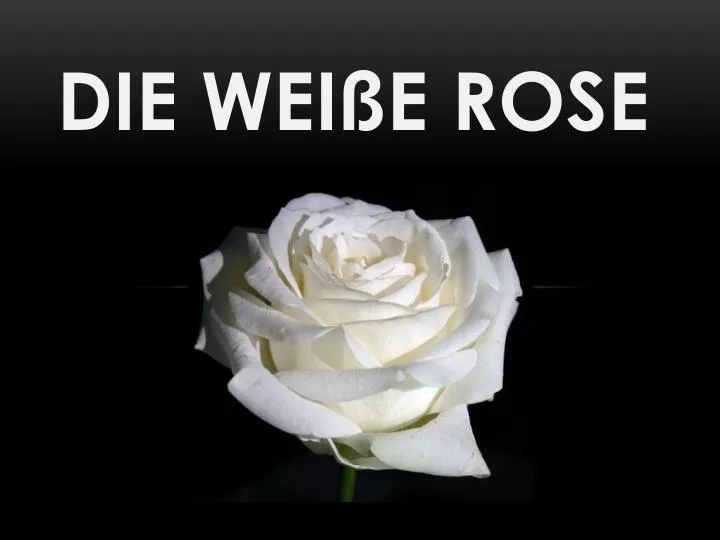 die wei e rose