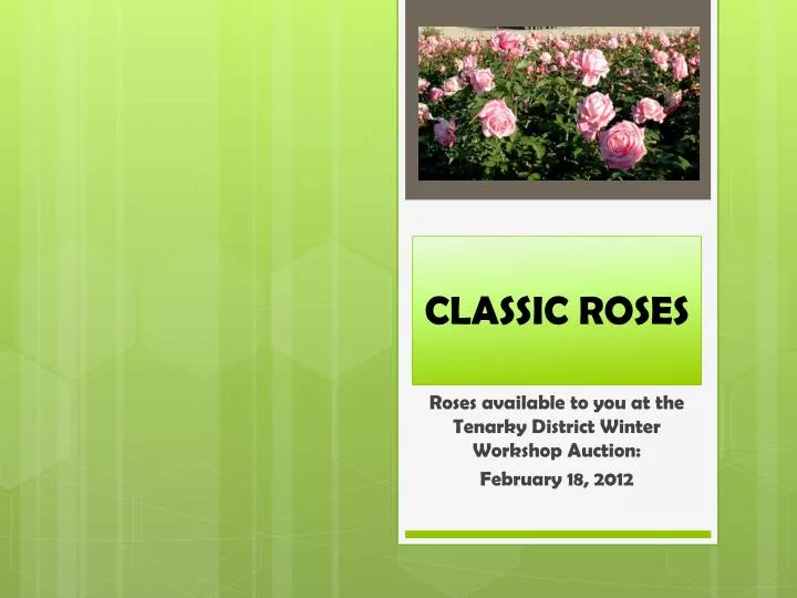 classic roses