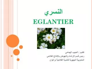 eglantier