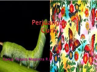 perjuangan curly