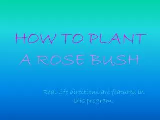 HOW TO PLANT A ROSE BUSH