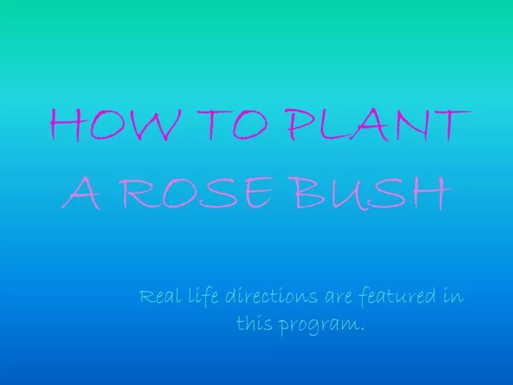 how to plant a rose bush