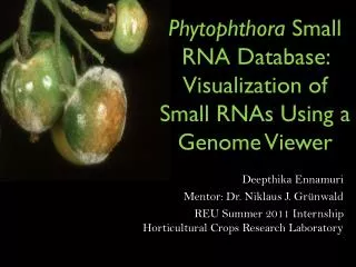 Phytophthora Small RNA Database: Visualization of Small RNAs Using a Genome Viewer