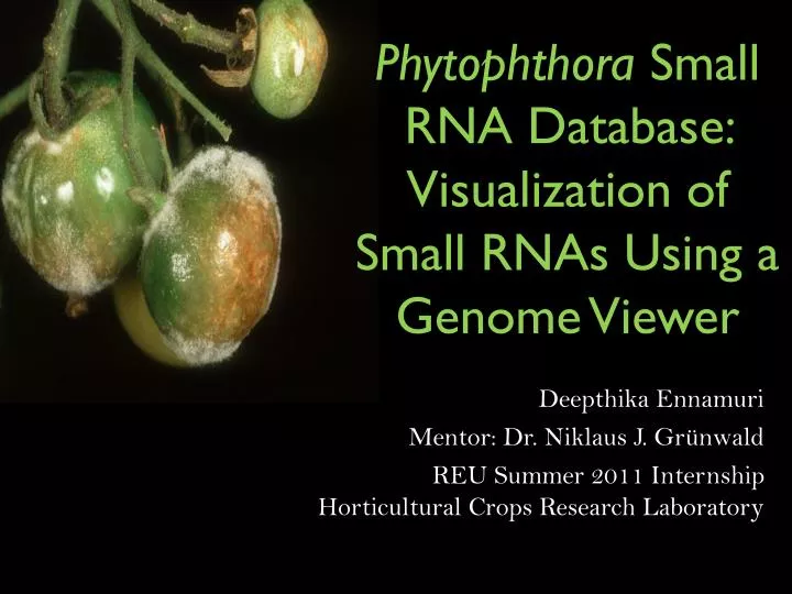 phytophthora small rna database visualization of small rnas using a genome viewer