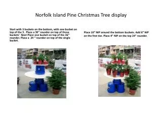 Norfolk Island Pine Christmas Tree display