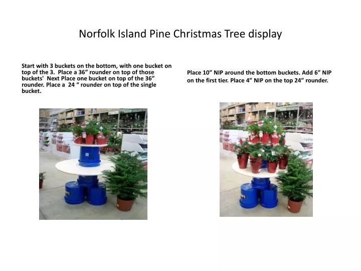 norfolk island pine christmas tree display