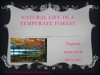Natural Life in a Temperate Forest