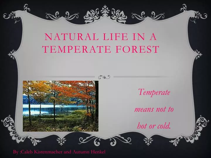 natural life in a temperate forest