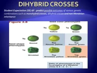 Dihybrid Crosses