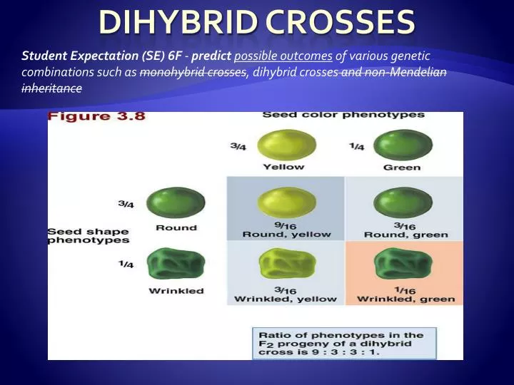 dihybrid crosses