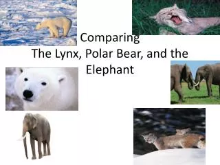 Comparing The Lynx, Polar Bear, and the Elephant