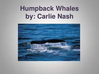 Humpback Whales by: Carlie Nash