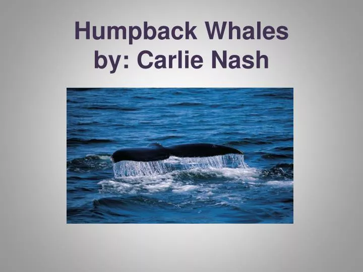 humpback whales by carlie nash