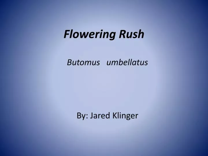 flowering rush