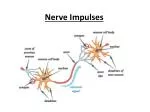 Nerve Impulses - slide 1