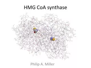 HMG CoA synthase